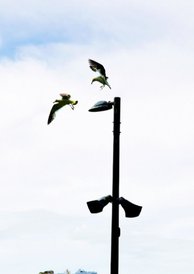Birds Life.JPG